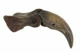 Rare, Alvarezsaurid (Albertonykus?) Finger Bone & Claw - Montana #97974-4